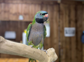 Derbyan parrot
