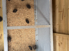 Male Chinese painted quail