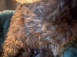 cockapoo x shitzu x 6 puppies