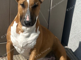 Rehome