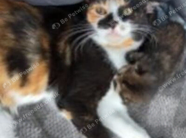 Cats  to a good loving home