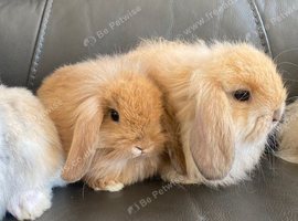 Mini lop litter ready 1st August. Unusual colours.