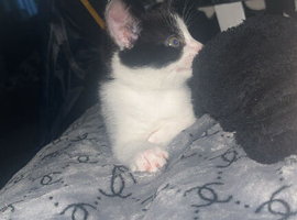 Kitten for sale