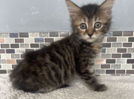 4 beautiful kittens