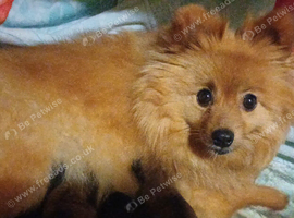 Pomchi puppy for sale
