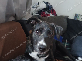 2 5 month puppys
