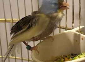 Raza canary 2026