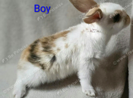 2 Boys and 2 Girls available
