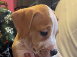American bulldog *ready to go*
