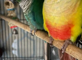 breeding pair conures with set up