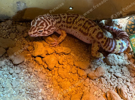 Leopard Gecko & Full Set Up