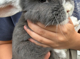Pure bred mini lop bunnies - Ready Now