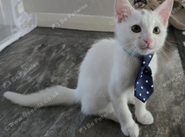 Khao manee male 3.5 months