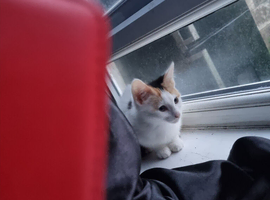 2 female kittens