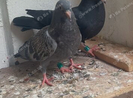 Young racing pigeons