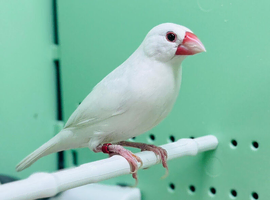 Java finches