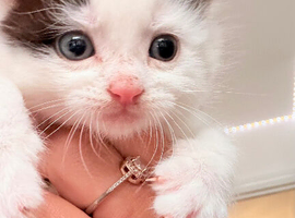 Stunning male black and white kitten