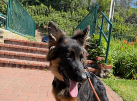 6 Months Old GSD Male