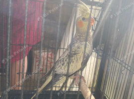Cockatiel  Pearl/ yellow and gray. Untame