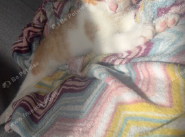 Ginger and white kitten