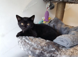 Beautiful Boy Kitten