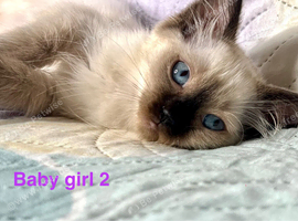 READY NOW ! SOCIALISED PURE RAGDOLL KITTENS