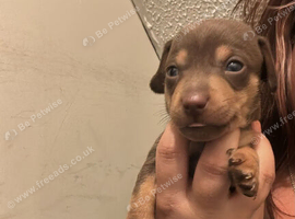 BIDEFORD DEVON miniature dachshund 1/4 Jack russel