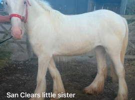 San clere little sister yearling filly