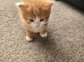 Kittens