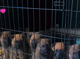 Belgium shepherd pups