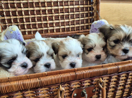 KC registered Lhasa Apso Puppies
