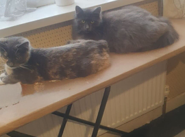 Adult cats and kittens looking for loving homes