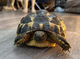 Lovely tortoise and vivarium available