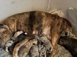 Beautiful gsd x staff puppies