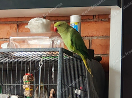 1 x female Indian ringneck for sale