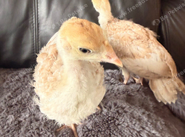 2x Red Bourbon Turkey chicks