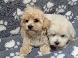 Multipoos puppies mix litter ready to go