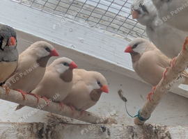 Hecks grass finches for sale