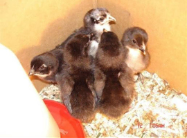 Leghorn Bantam chicks