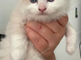 Ragdoll kittens male bio colour