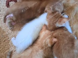 Ginger ,ginger white,white kittens ready for homing prices vary