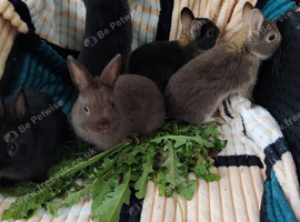 Netherland dwarf rabbits