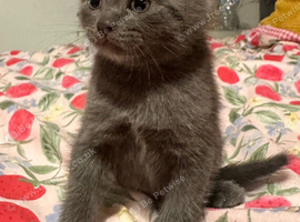 Male kitten ready to go to his new home.