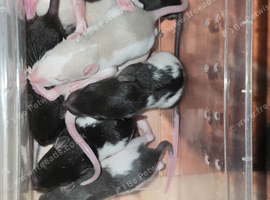Gorgeous baby Rats ready from 1st September