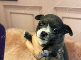 1 beautiful female Chihuahua puppy.
