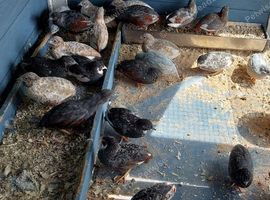 Male Chinese painted quail