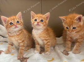 Beautiful half Mainecoons