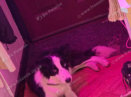 Year old border collie