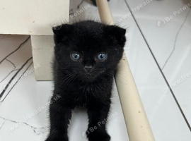 Scottish Fold