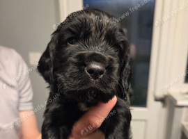5 Beautiful boy Cocker spaniels